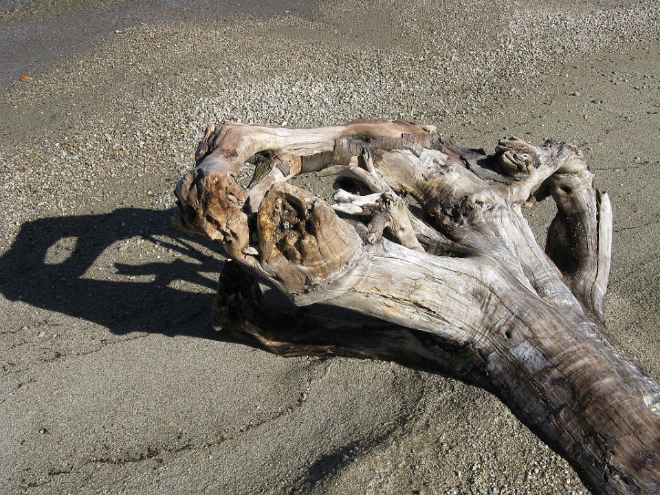 Gnarled Driftwood